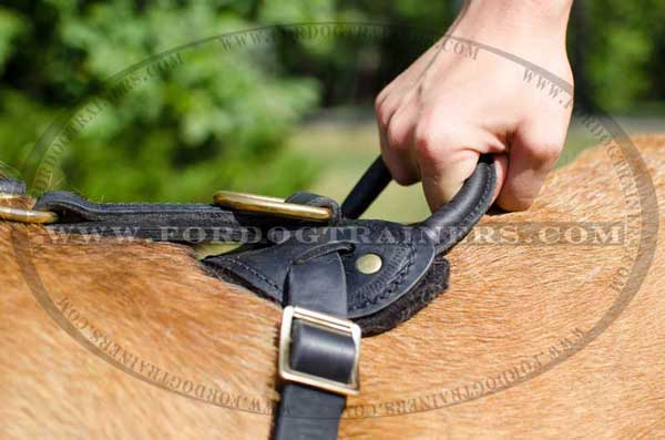 Leather Harness with Handle