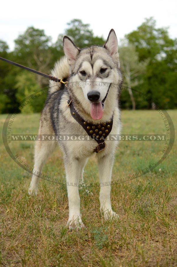 Husky Dog Harness