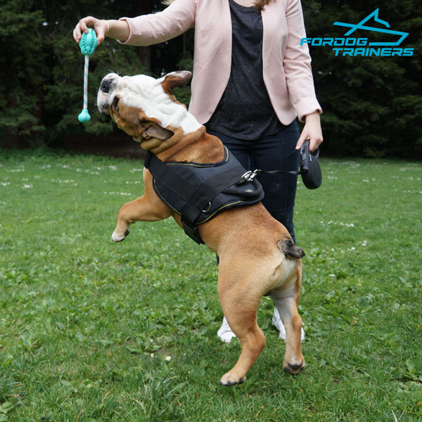 Any Weather English Bulldog Harness for Medium Breed Dogs