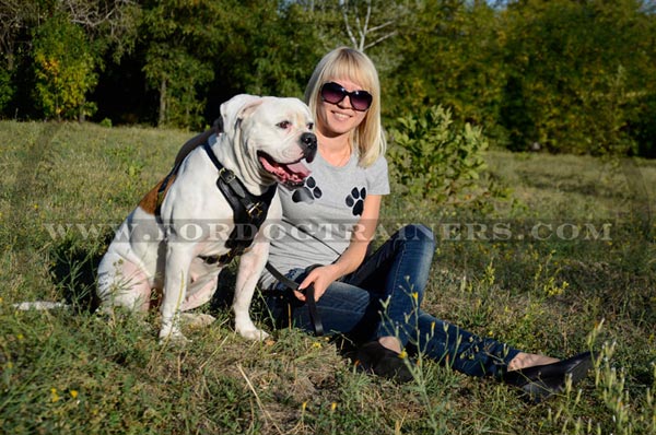 Walking American Bulldog Harness