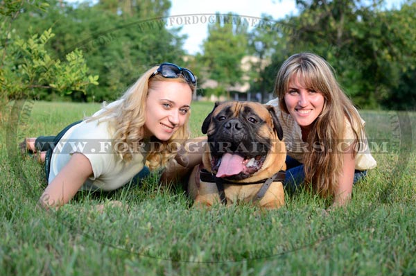 Lightweight Leather Bullmastiff Harness