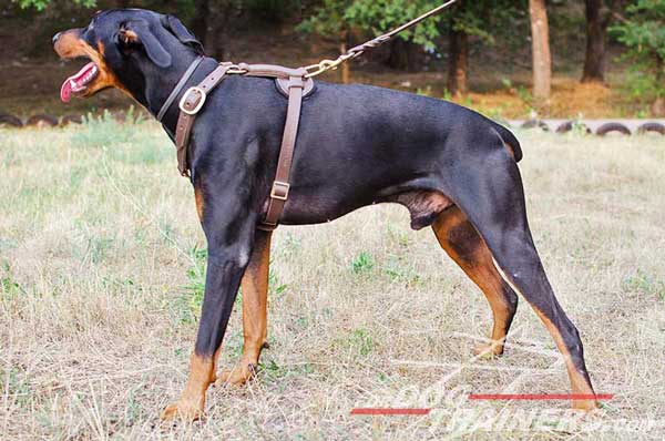 Brass adjustable buckles for leather Doberman harness