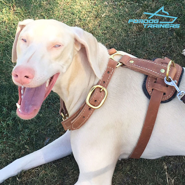 Brass adjustable buckles for leather Doberman harness