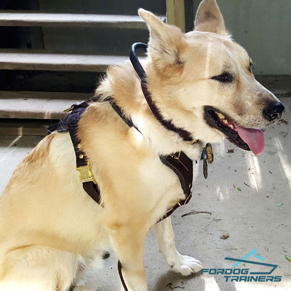 Padded Leather Dog Harness for Daily Training