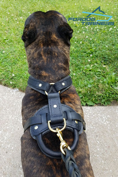 Padded Leather Dog Harness with Handle