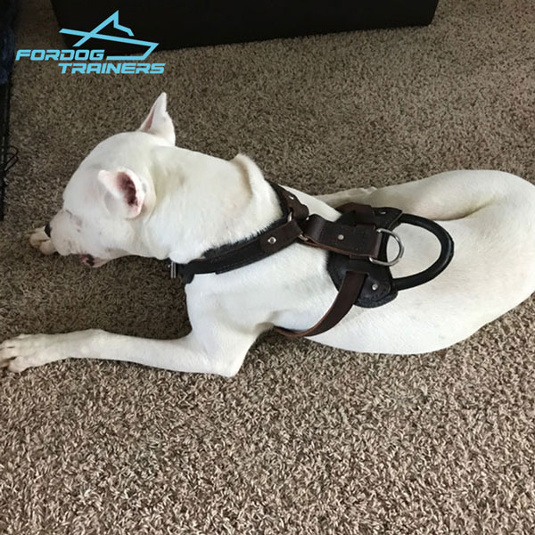 Y-shaped Leather Dog Harness Padded for Safe Training
