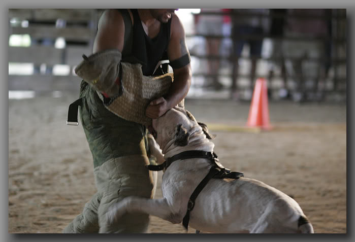 Excellent leather dog harness for Doom