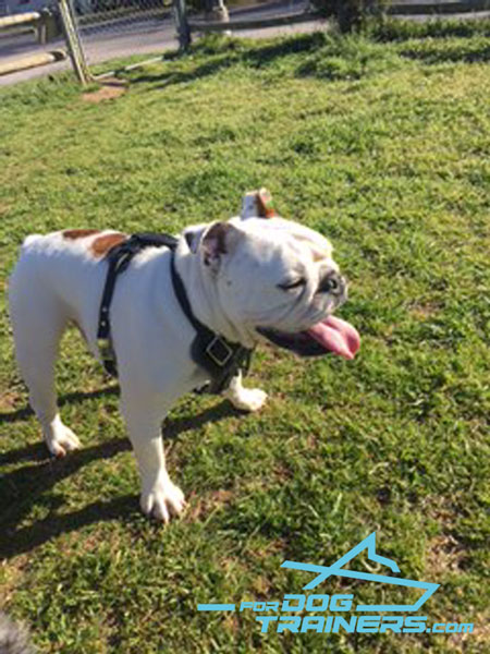 Adjustable Leather English Bulldog Harness with Handle