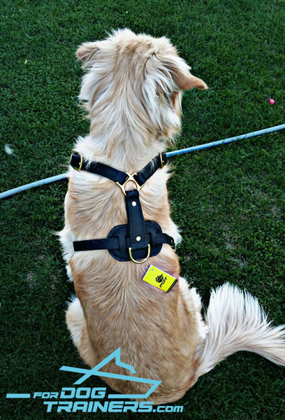 Golden Retriever Harness with Padded Back