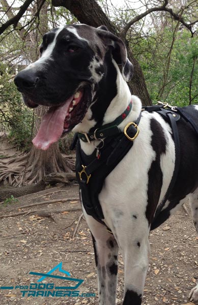 Padded Leather Harness for Dog Daily Activity