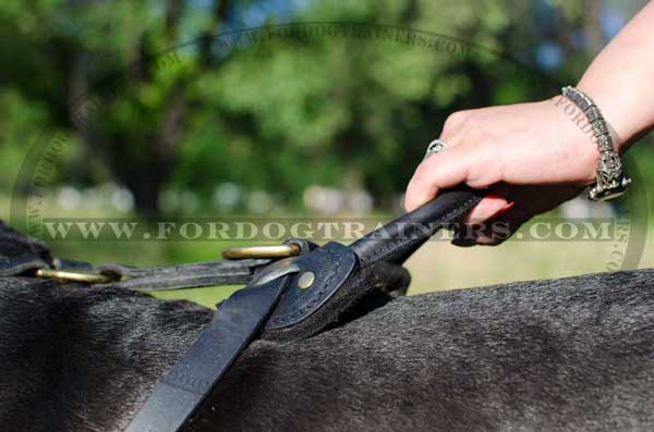 Stitched comfy handle for leather Great Dane harness