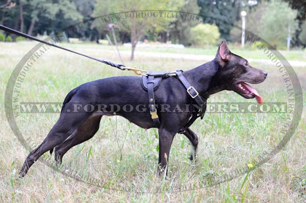 Elegant design leather harness for Pitbull