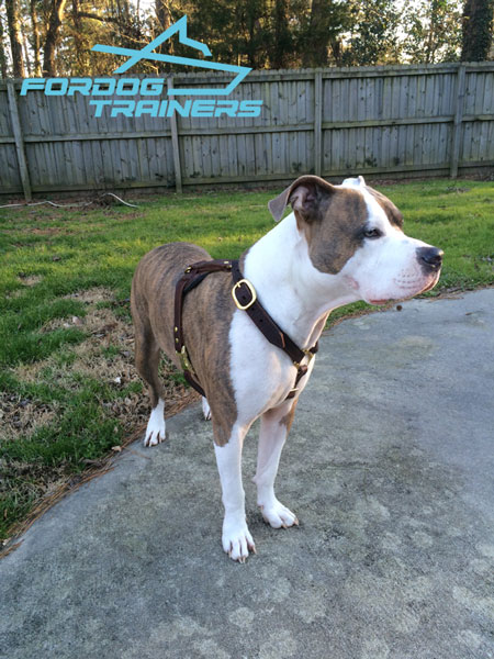 Brass adjustable buckles for leather Pitbull harness