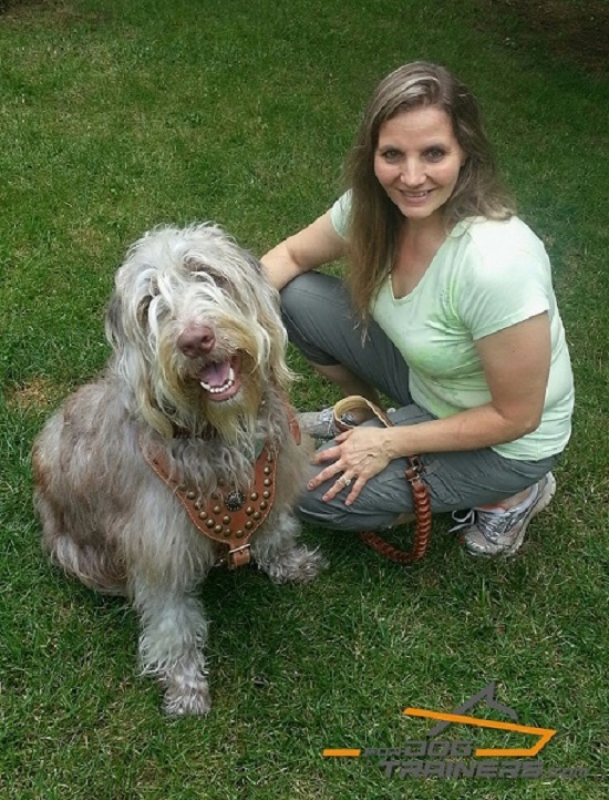 Studded Leather Harness for Poodle Daily Walking and Training