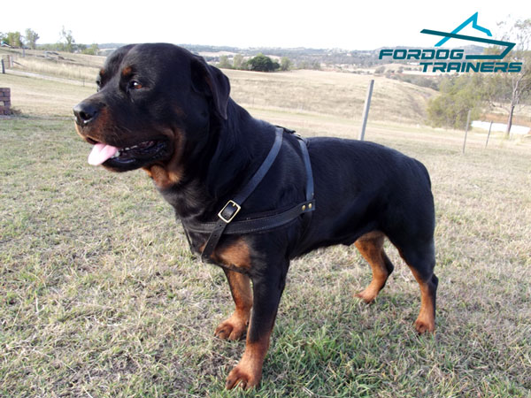 Adjustable leather Rottweiler harness for comfortable control