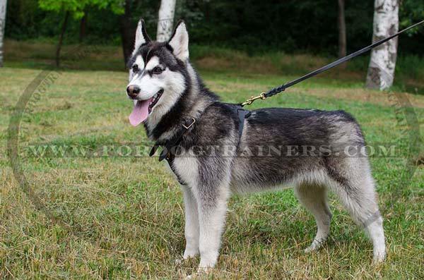 Adjustable Leather Siberian Husky Harness