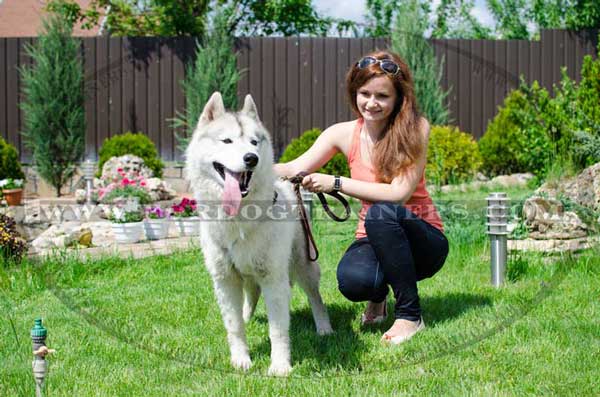 Extra lightweight leather Siberian Husky harness