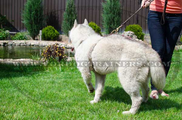 Durable top D-ring for leash attachment