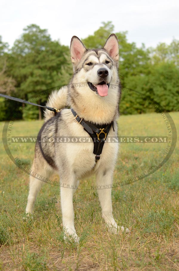 Training Leather Malamute Harness