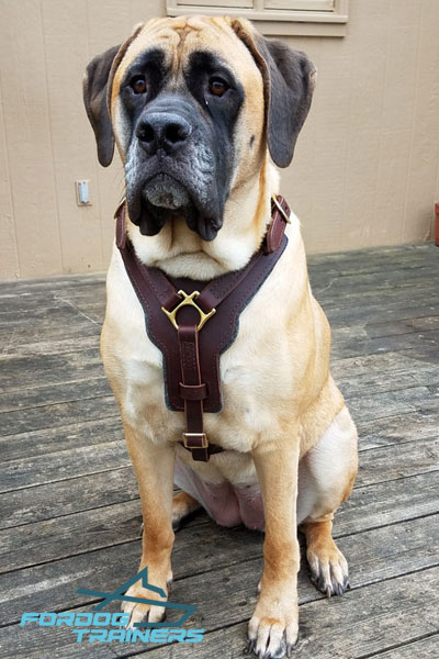 Padded Leather Mastiff Harness for  Daily Activity