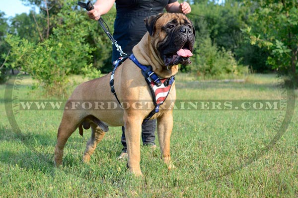 Totally Safe Dog Harness for Attack Work