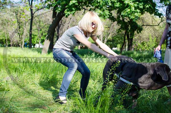 Maximally Comfortable Nylon Canine Harness