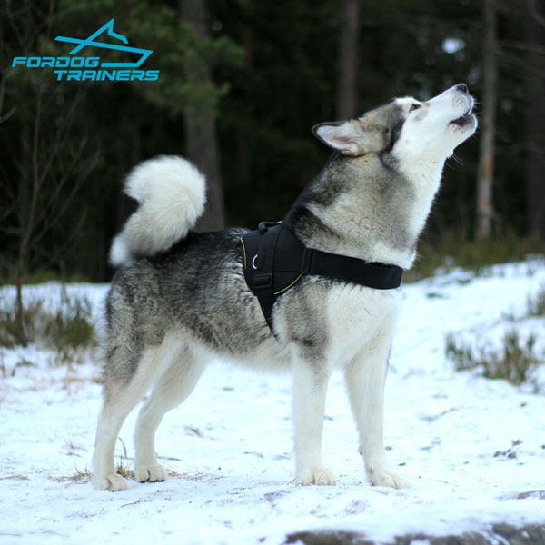 Any Weather Malamute Harness for Better Control