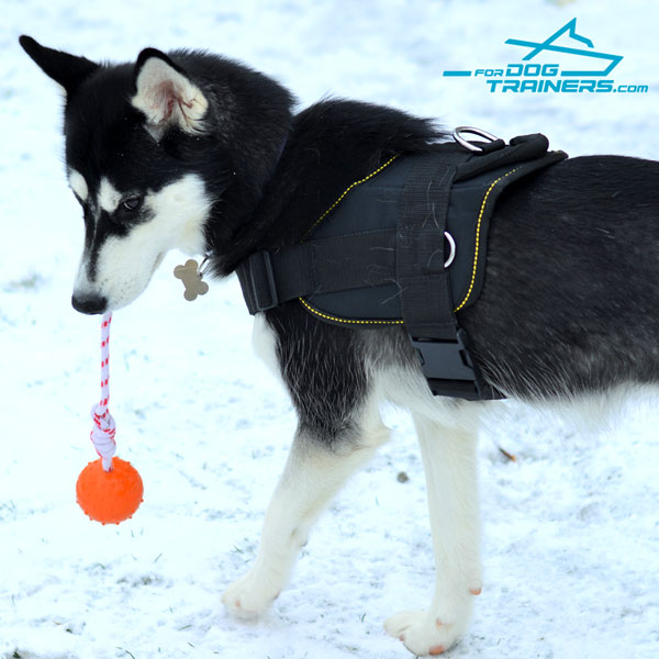 Any Weather Siberian Husky Harness for Best Winter Walking