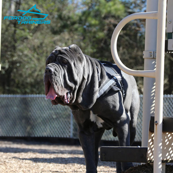 Light in Weight Nylon Canine Harness for Neapolitan Mastiff