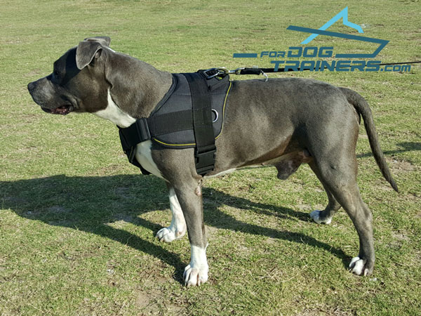 Daily Walking & Training Nylon Amstaff Harness