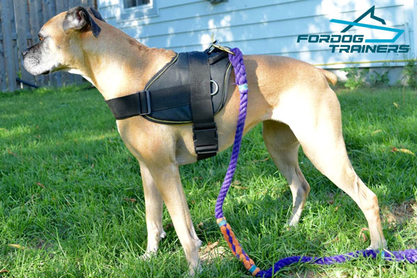 Adjustable Nylon Boxer Harness with Quick Release Buckle