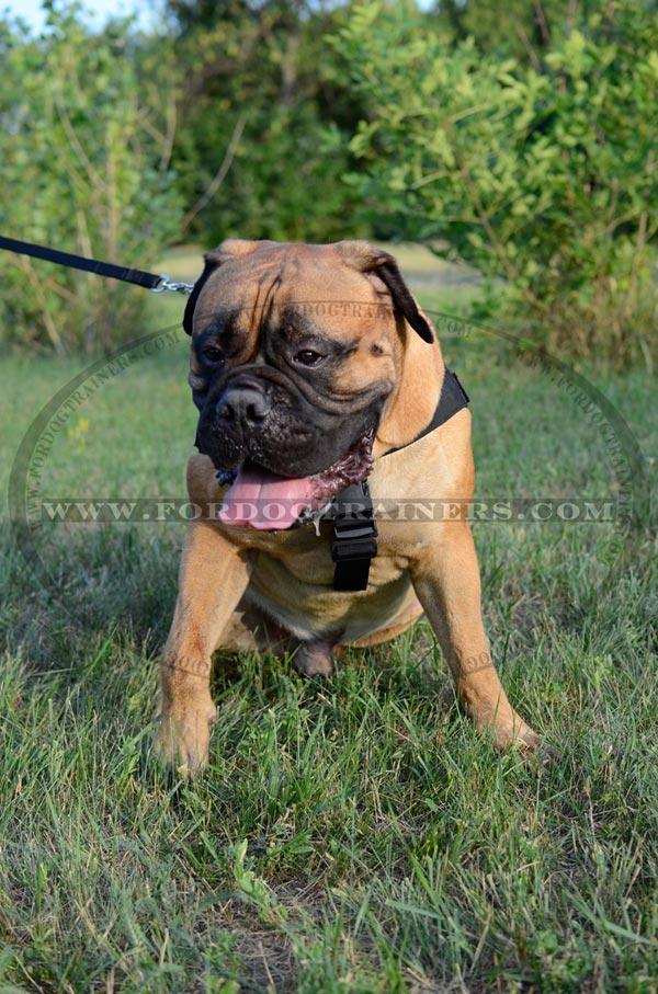 Adjustable Nylon Dog Harness for Bullmastiff Training