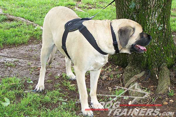 Lightweight Nylon Bullmastiff Harness