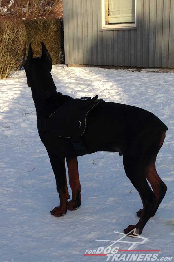 Multipurpose Nylon Doberman Harness