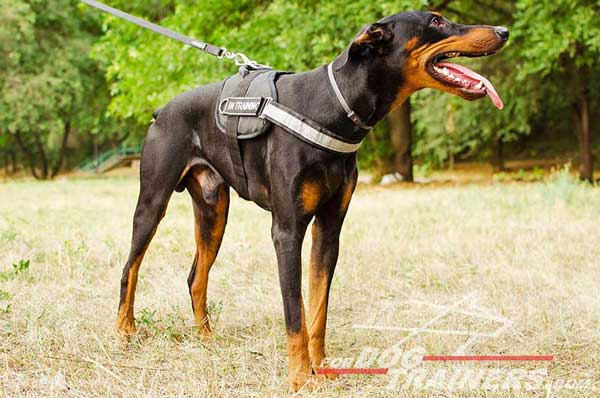 Reflective nylon Doberman harness