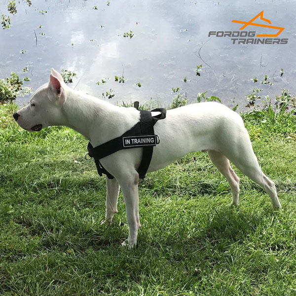 Multitasking Nylon Dog Harness with ID Patches