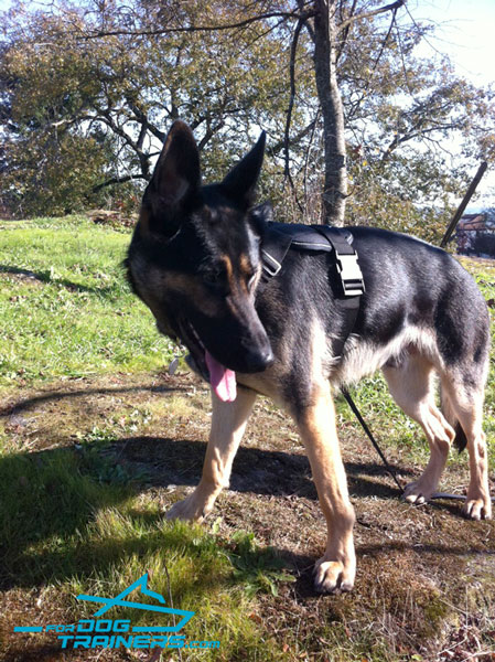 Nylon german Shepherd Harness with Control Handle 