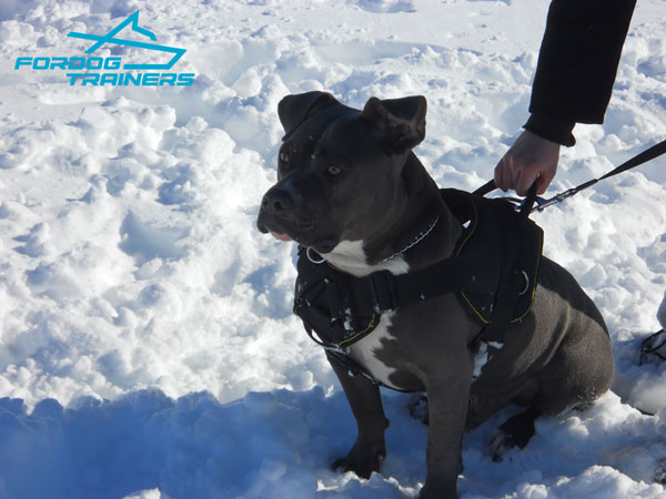 Pitbull harness with comfortable chest plate and handle