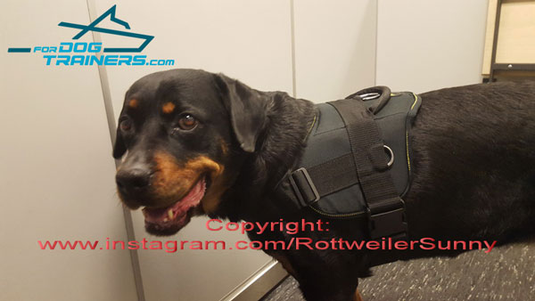 Light in Weight Nylon Rottweiler Harness with Comfy Handle