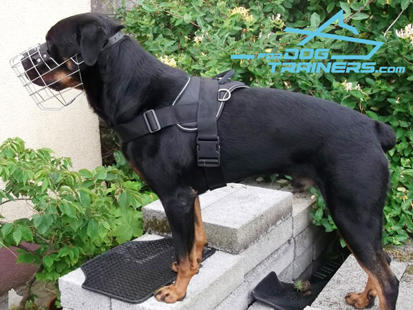 Any Weather Rottweiler Harness Made of Water-proof Nylon