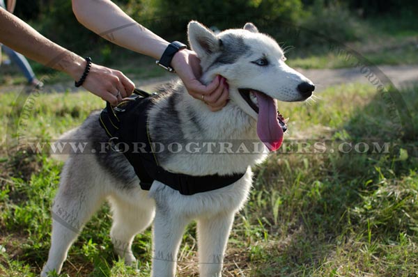 Snug fit nylon harness for Siberian Husky