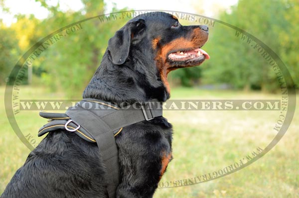 Any weather training dog harness for Rottweiler breed