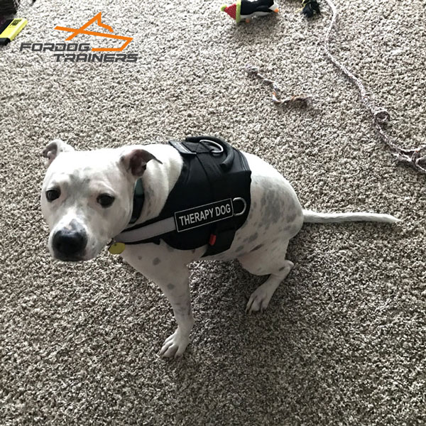 Water-proof Nylon Harness for Working Dogs