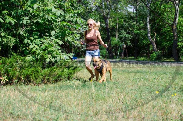 Soft Padded Cane Corso Training Harness