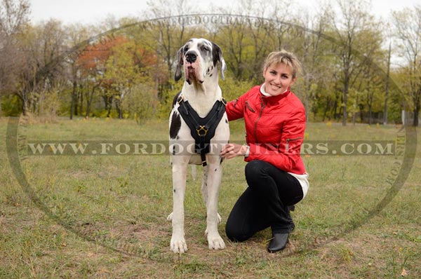 Durable walking leather Great Dane harness for everyday use