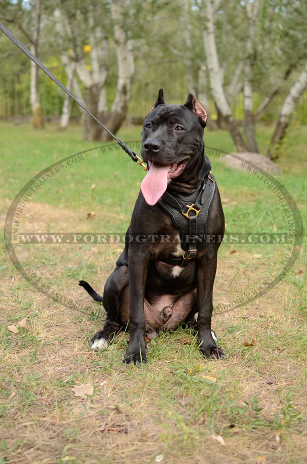 Extra wide decorated chest plate for leather Pitbull harness