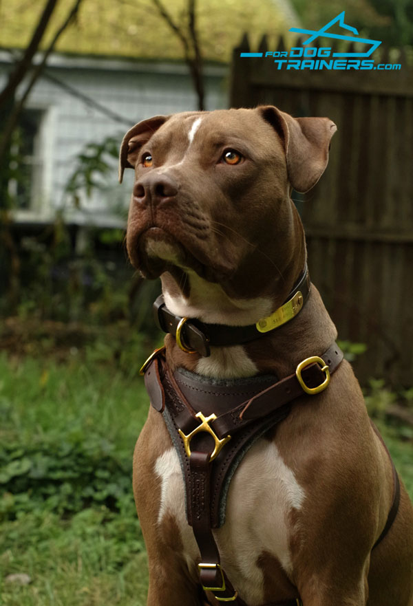 Leather Pitbull Harness with Felt Padding