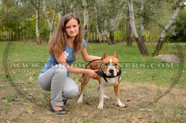 Chest Padded Amstaff Harness