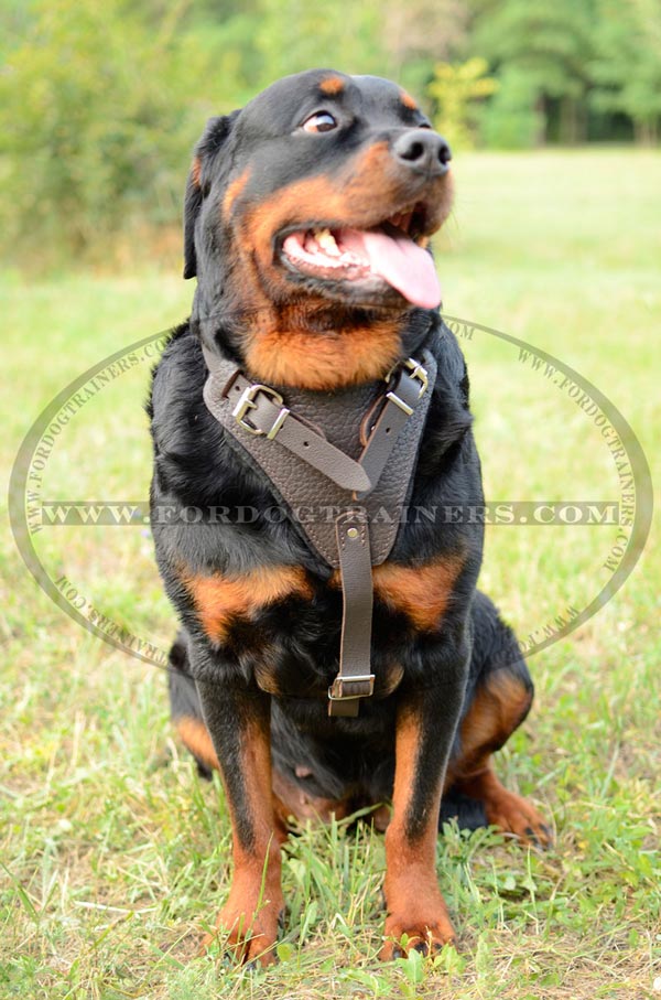 Felt Padded Rottweiler harness