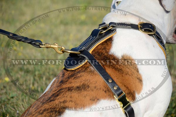 Safe Harness with padded back plate and rust-resistant hardware